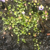 Utricularia striatula Sm.